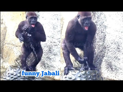 Jabali 愛玩水😆🤣💦#Djeeco#ゴリラ#迪亞哥#金剛猩猩#taipeizoo #gorilla #台北市立動物園