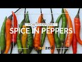 Understanding Capsaicin and Cooking Techniques