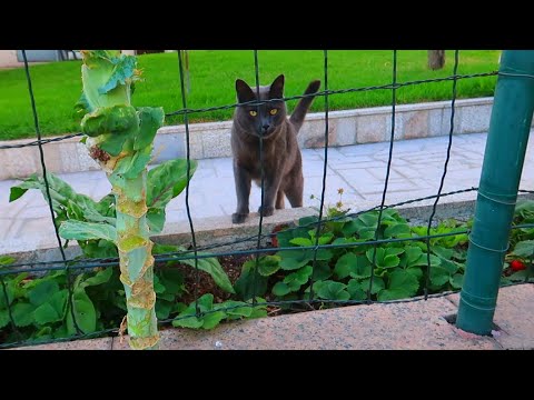 PIZARRÍN, LOS POLLOS, EL GATO DEL VECINO Y EL HUERTO