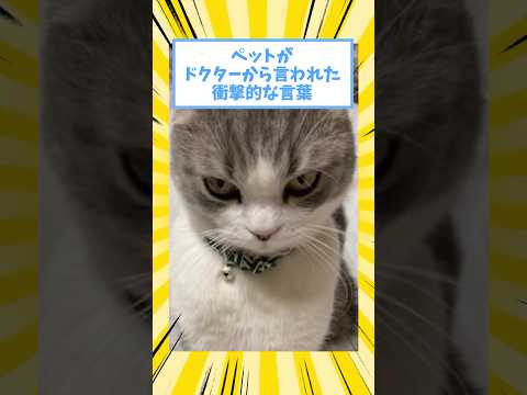 ペットがドクターから言われた衝撃的な言葉www #猫 #犬 #ペット #動物 #2ch #shorts