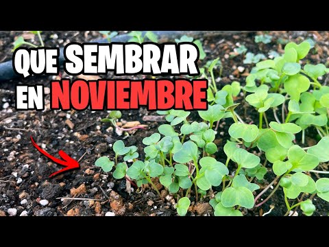 Que SEMBRAR en NOVIEMBRE!! Calendario de Siembra 2024 + Tareas del Mes | La Huerta de Ivan