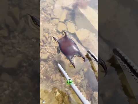 Can cracked shark eggs 🥚🦈 still hatch baby sharks 🤔❤️? #animals #rescue #shark #egg #shorts #why