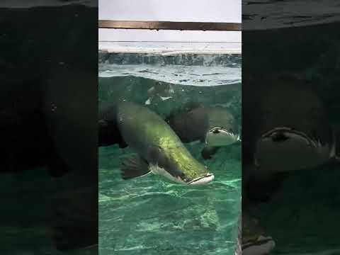 Storm Blind Suck #Giant Bone Tongue Fish #Fishkeeping Diary #Megalophobia #Oppression #Magical Anima
