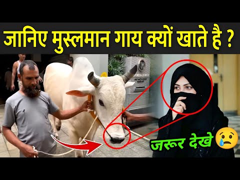 मुस्लमान गाय क्यों खाते है, हुआ खुलासा | Why Muslim Eat Beef In Hindi