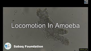 Locomotion In Amoeba