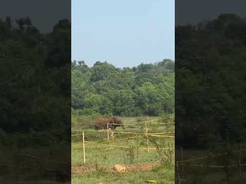ಕಾಡಾನೆ ದಾಳಿ ಮಾಡುವ ದ್ರಶ್ಯ #shortvideo #viralvideo #youtubeshorts