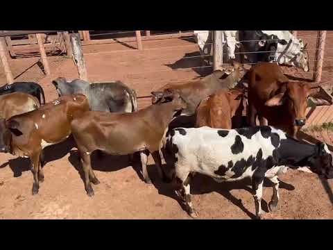 LOTE 38