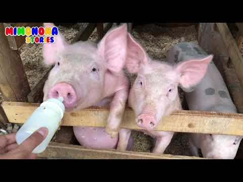 Animales de la granja reales 🐷🐮 Farm Animals 🐴🐓 Real Animals ✨ Mimonona Stories