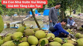 Tin vui cho bà con nhà vườn trồng mít giá Mít Ruột Đỏ Mít Thái tăng liên tục