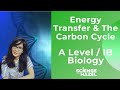 Carbon Cycle and Food Chain Concepts
