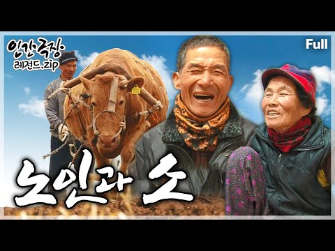 [인간극장⭑Full] 전남 벌교의 작은 섬 '장도'에서 금실 좋은 노부부와 점잖은 소 노인 '누렁이'의 슬기로운 생활🐂 ‘노인과 소’ | KBS 방송