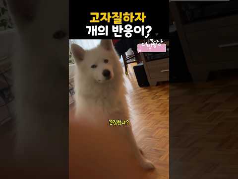 고자질하자 개의 반응이?#더빙농장 #동물더빙 #dubbingfarm