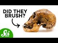 Understanding Tooth Decay and Its History