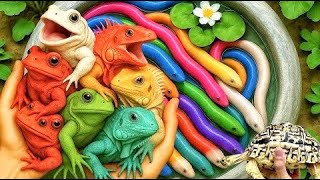 Saya mendapatkan ikan hias warna-warni dikolam kecil, kura-kura bayi, ikan mas, ikan platy, ikan...