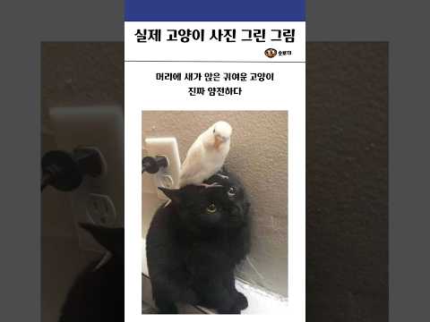 실제 고양이 사진을 보고 나온 그림들