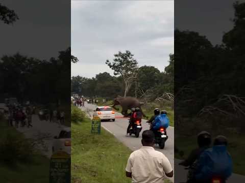 Elephant Attack #shorts #youtubeshorts #short #wildlife #elephant