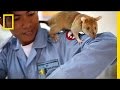 Gambian Rats and Landmine Detection