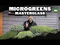 Microgreens Cultivation and Care