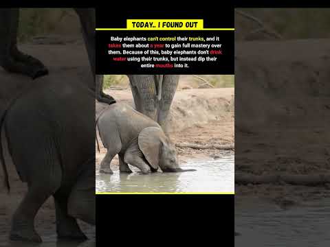 Why baby elephants don't drink with their trunks? 🐘
