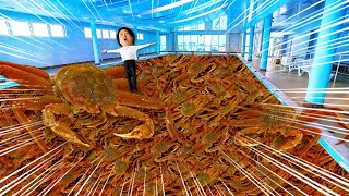 【累計100トン！？】オオズワイガニの裏側、見てきました