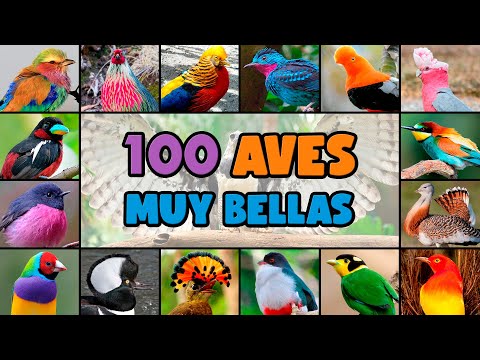 100 AVES muy COLORIDAS y EXÓTICAS del MUNDO