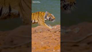🤔Where is Hirkani?🐅🤔
