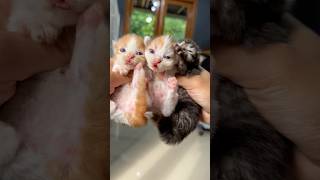 Cute kittens Vs Adult cat 😍 #cat #kitten #catlovers #funny