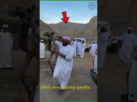 Saudi Sheikhs Worried about cows during Eid ul Adha !! #facts #eiduladha