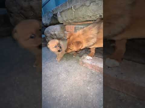 The mother dog pulls the puppy's legs and prevents the puppy from going out. Original cute pet d