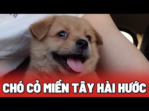 Trung bình Chó Cỏ ở miền tây mỗi khi tấu hài 😂