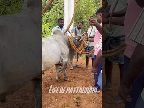 ⁉️மாட்டுக்கு🐂💨 மூச்சுப்புடி நாட்டுவைத்தியம்😳🤯💢 #ytshorts #ytviral #pattadhari #jallikattu2025 #vlog