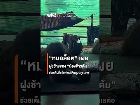 "หมอล็อต" เผยฝูงช้างของ "น้องข้าวต้ม" ช่วยเต็มที่แล้ว ก่อนให้มนุษย์ดูแลต่อ | Thai PBS news