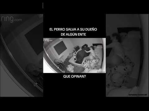 ESTE PERRO SALVO A SU DUEÑO DE ALGUN ENTE #miedo #fantasmas #creepy