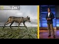 Exploring the Coastal Wolves and Wildlife of Vancouver Island
