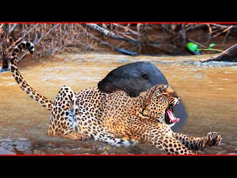 Las PELEAS Más BRUTALES de los ANIMALES SALVAJES 🦁, Dragon Vs Anaconda