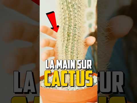 SI TU TOUCHES UN CACTUS ?! 🌵