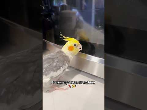 Parrot impersonation show #funny #funnypets #usa #animals #petvideos #cute #parrot #fyp #funnyvideo