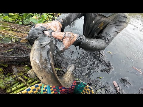 Săn Hàng Trắng Hiếm Trong Đám Lục Bình – Lóc Đồng, Trê Vàng Toàn Hàng Ngon Giữa Đồng
