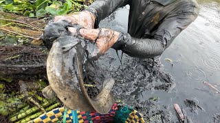Săn Hàng Trắng Hiếm Trong Đám Lục Bình – Lóc Đồng, Trê Vàng Toàn Hàng Ngon Giữa Đồng