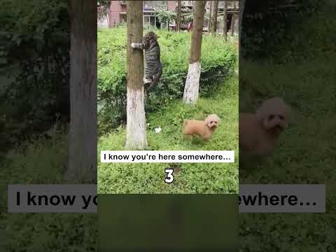 Top 5 Epic Cat Escapes You Need to See