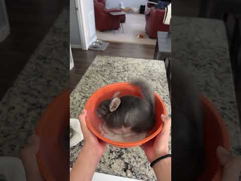 #joke #dinner #chef #chinchilla #dust #Linus
