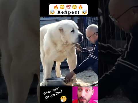 The huge dog ๐คฏ