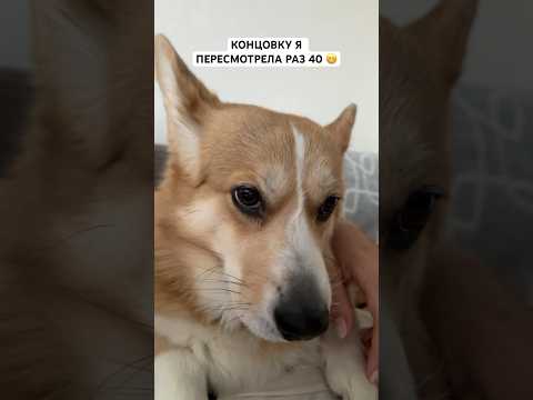 Концовка 😁 #funny #corgi #shortsvideo #shortvideo #puppy #корги #shorts #short