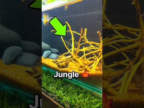 🍂 Jungle Aquarium? 😱 #shorts #ytshorts