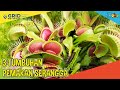 Kuis Tumbuhan Pemakan Serangga