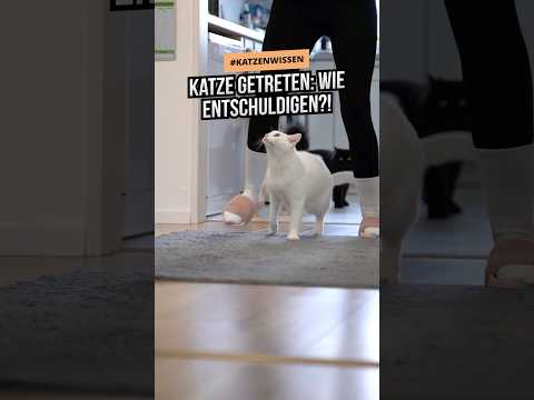 Katze getreten? So entschuldigst du dich richtig! #katze #cat #katzenliebe #katzenerziehung #pets