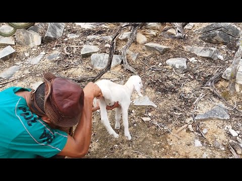 TODO CUIDADO É POUCO EM UMA CAÇADA DE MOCÓ COM BOLINHA