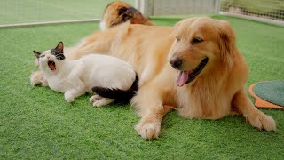 犬と猫の特別な絆…Toby＆Pi Familyの仲良しペアたちのご紹介！【パート1】