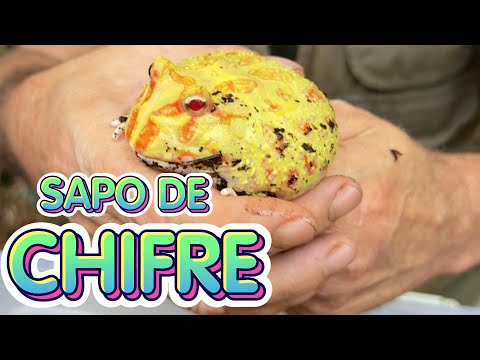 Conheçam o belíssimo SAPO-DE-CHIFRE