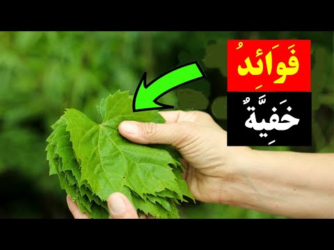 فوائد ورق العنب  -  فوائد خفية لضغط الدم والكوليسترول وتقوية الدم وتحسين الدورة الدموية!